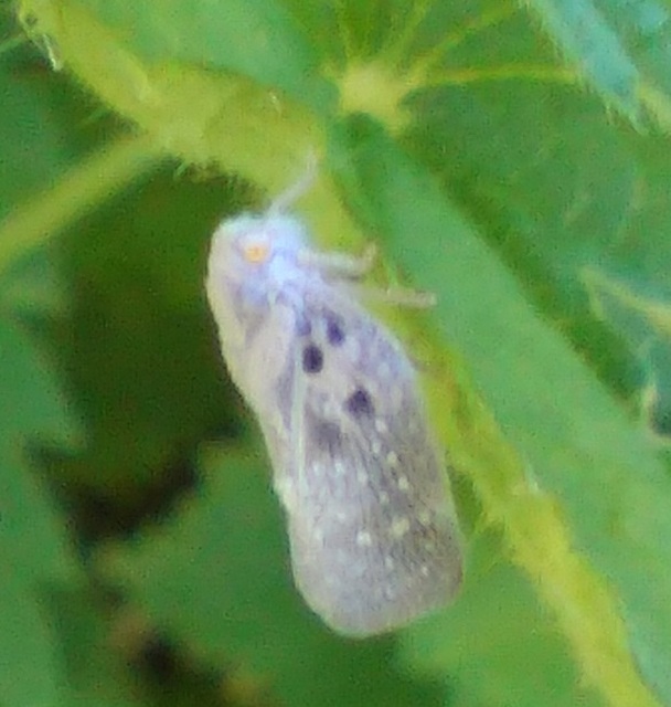 Metcalfa pruinosa - amerikai lepkekabóca
