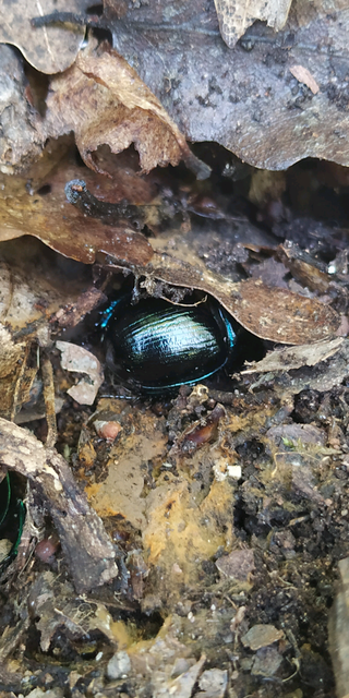 Anoplotrupes stercorosus - erdei álganéjtúró