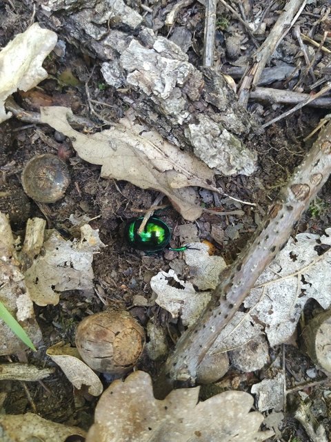 Trypocopris vernalis - tavaszi álganéjtúró
