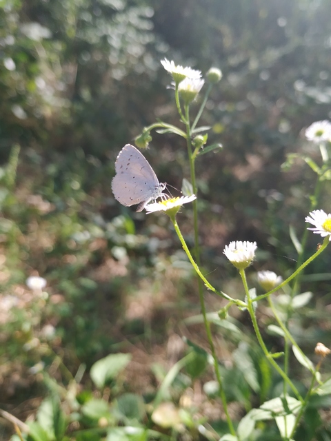 Celastrina argiolus - bengeboglárka