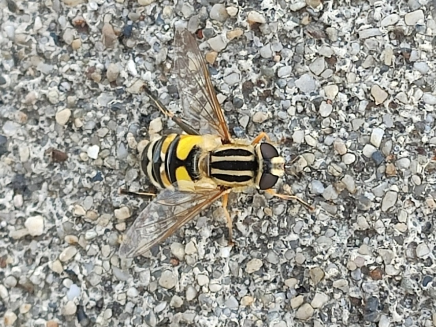 Helophilus trivittatus - nagy mocsárilégy