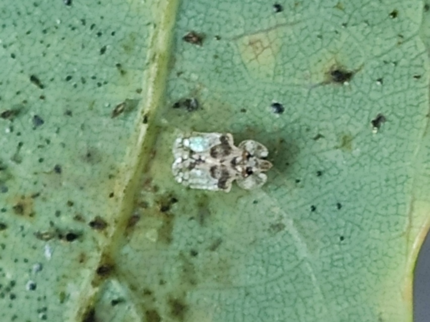 Corythucha arcuata - tölgy-csipkéspoloska
