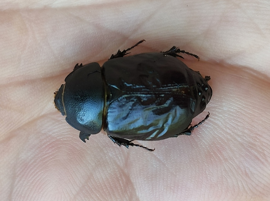 Pentodon idiota - butabogár