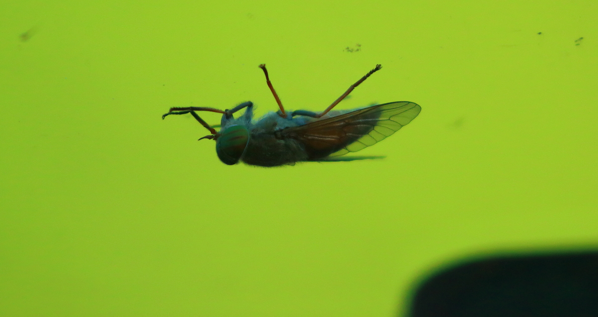 Tabanus