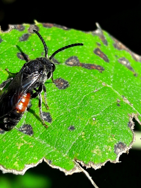 Sphecodes