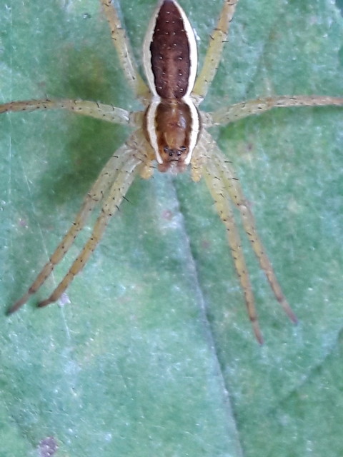 Dolomedes plantarius/fimbriatus
