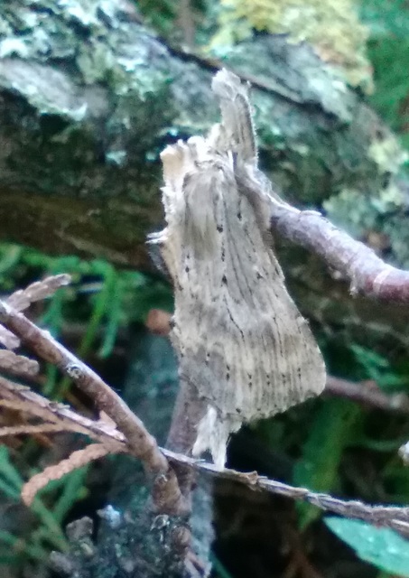Pterostoma palpina - csőrös púposszövő
