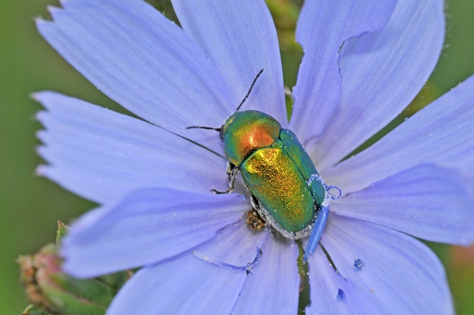 Cryptocephalus sericeus - nagy fészkesbogár