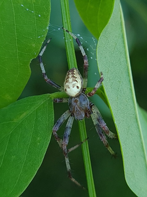 Araneus marmoreus - márványos keresztespók