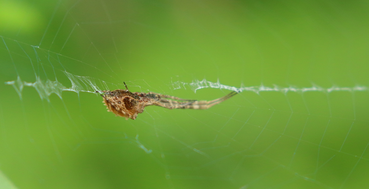 Uloborus walckenaerius - derespók