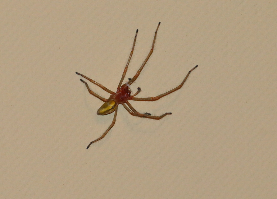 Cheiracanthium
