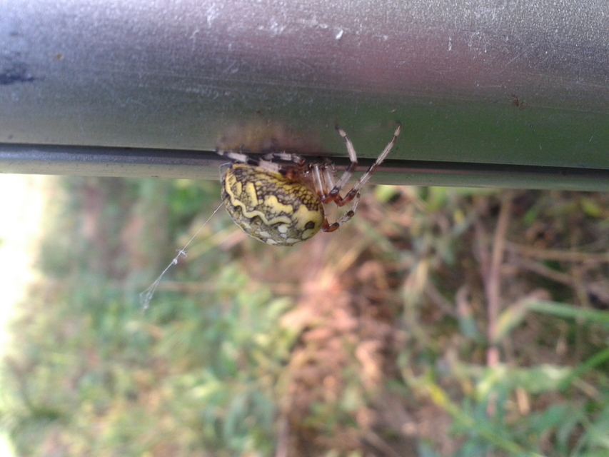 Araneus marmoreus - márványos keresztespók