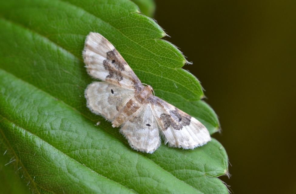 Idaea rusticata - tarka apróaraszoló