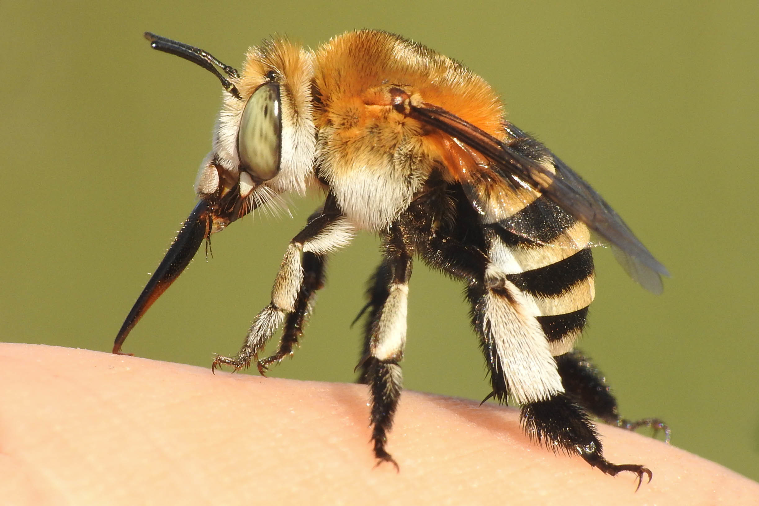 Amegilla quadrifasciata