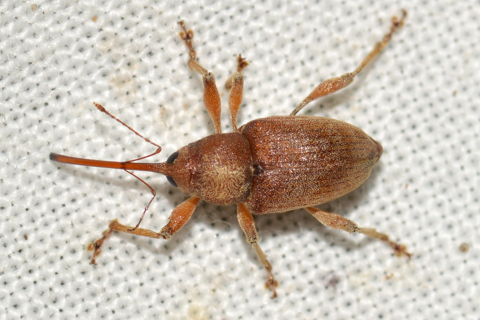 Curculio propinquus - halvány zsuzsóka
