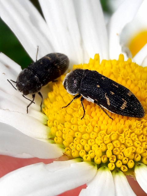 Acmaeoderella flavofasciata - sárgacsíkos zömökdíszbogár