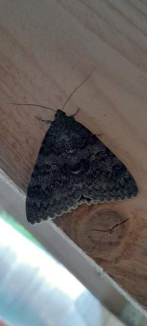 Catocala elocata - közönséges övesbagoly