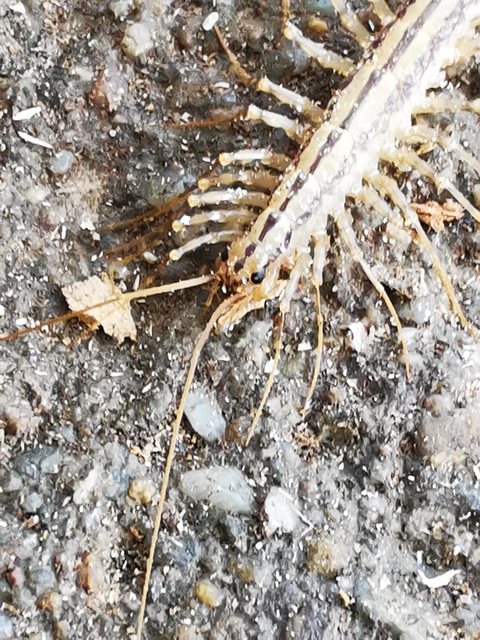 Scutigera coleoptrata - légyölő pókszázlábú