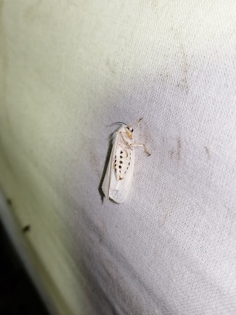 Spilosoma urticae - hószínű medvelepke