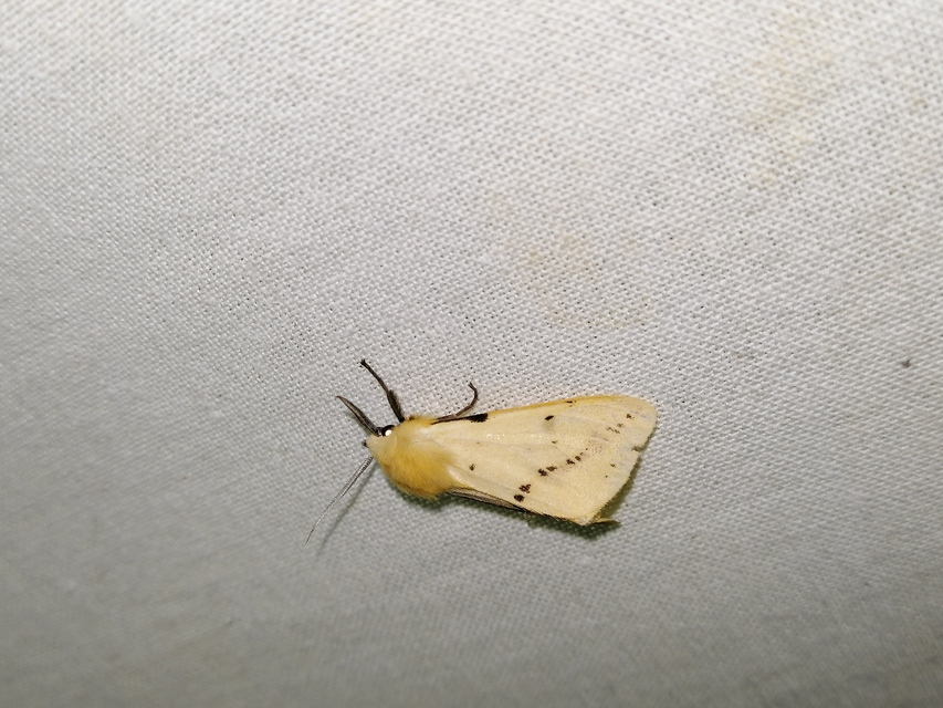 Spilarctia lutea - sárgás medvelepke