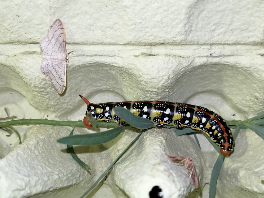 Hyles euphorbiae - kutyatejszender