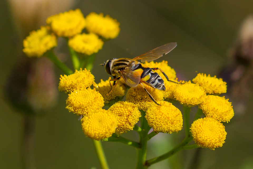 Helophilus trivittatus - nagy mocsárilégy