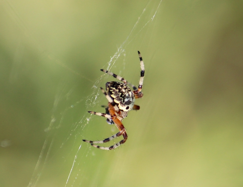 Araneus marmoreus - márványos keresztespók