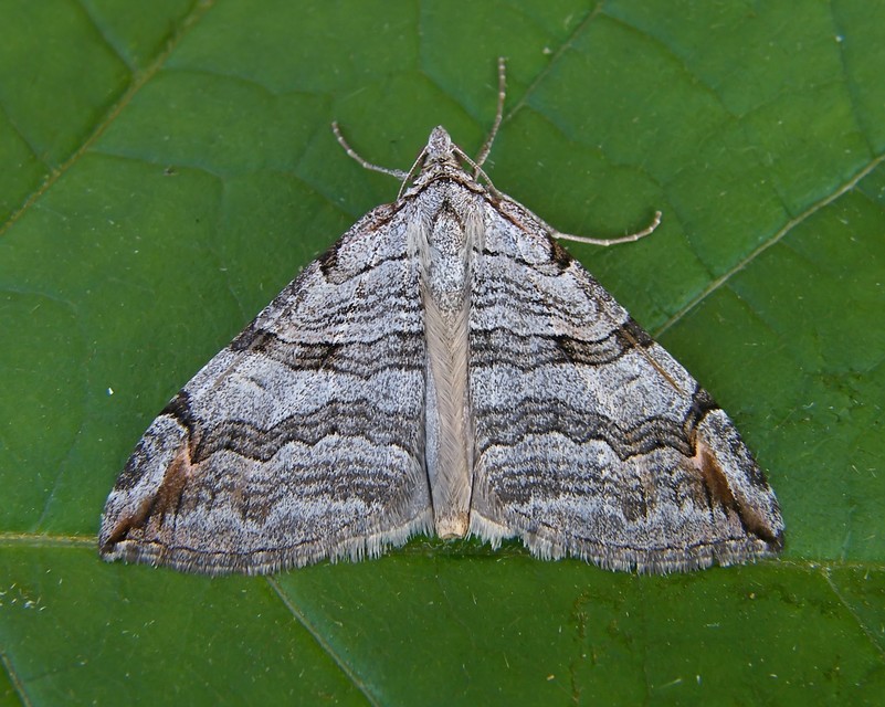 Aplocera efformata/plagiata