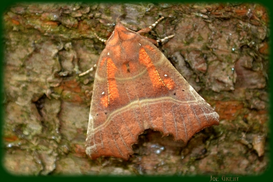 Scoliopteryx libatrix - vörös csipkésbagoly
