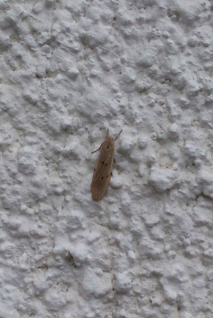Pelosia muscerda - hamvas zuzmószövő