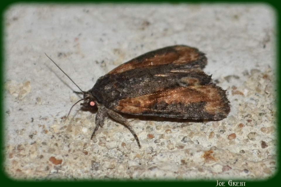 Bryophila raptricula/felina