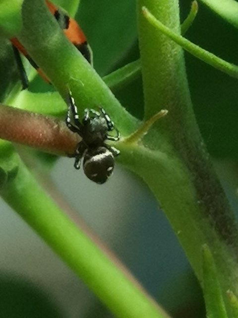 Heliophanus kochii - négypettyes ugrópók