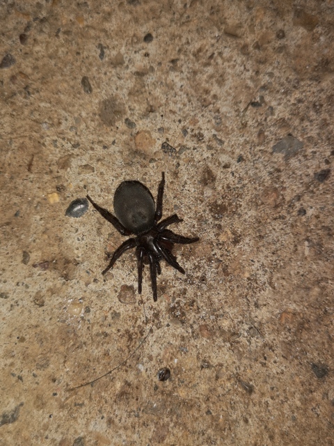 Gnaphosidae - kövipókok