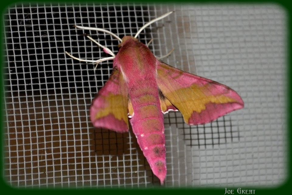 Deilephila porcellus - piros szender