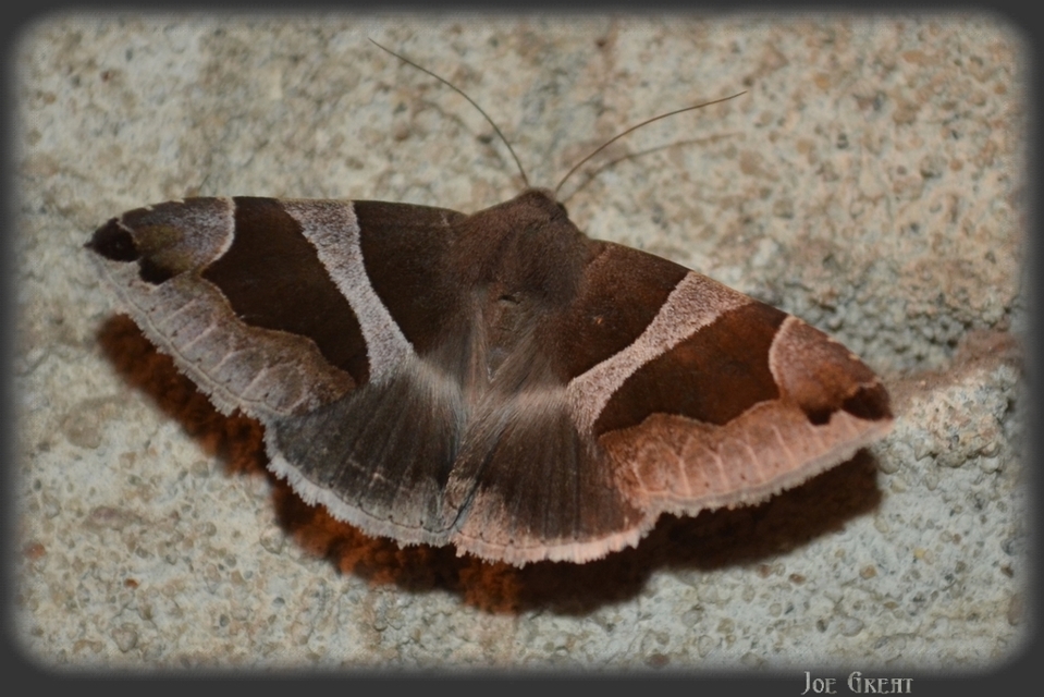 Dysgonia algira - déli porcelánbagoly
