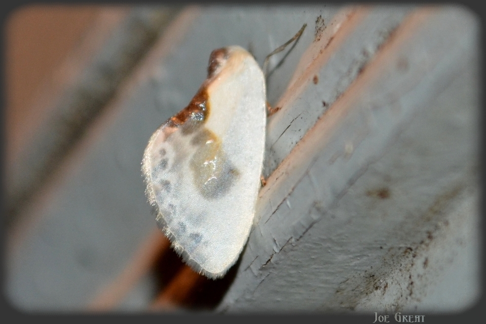 Cilix glaucata - törpe sarlósszövő