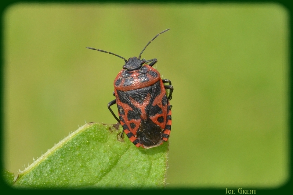 Eurydema ventralis - káposztapoloska