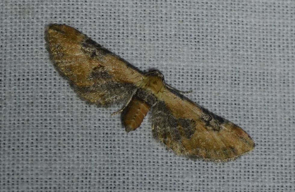 Eupithecia gueneata - téglavörös törpearaszoló Eupithecia gueneata - téglavörös törpearaszoló