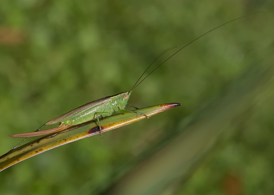 Conocephalus fuscus - kis kúpfejűszöcske