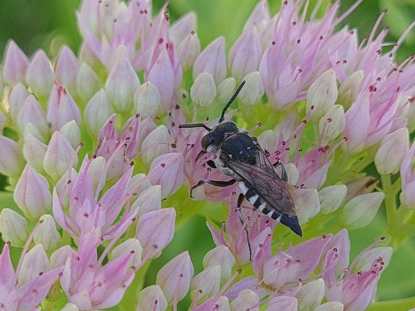 Coelioxys