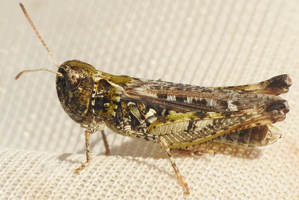 Myrmeleotettix maculatus - kis bunkóscsápúsáska