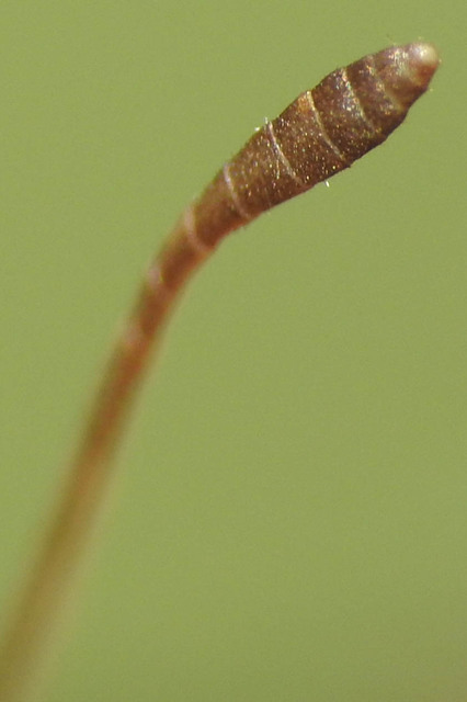 Myrmeleotettix maculatus - kis bunkóscsápúsáska