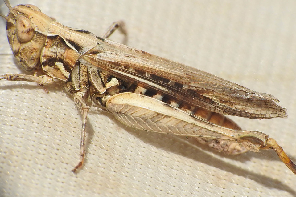 Omocestus minutus - apró tarlósáska