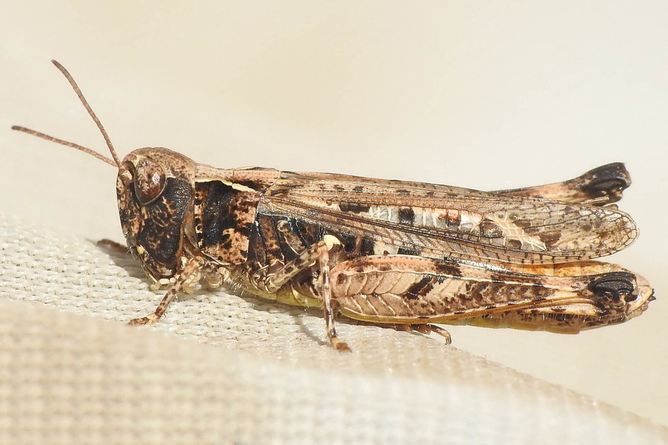 Myrmeleotettix maculatus - kis bunkóscsápúsáska