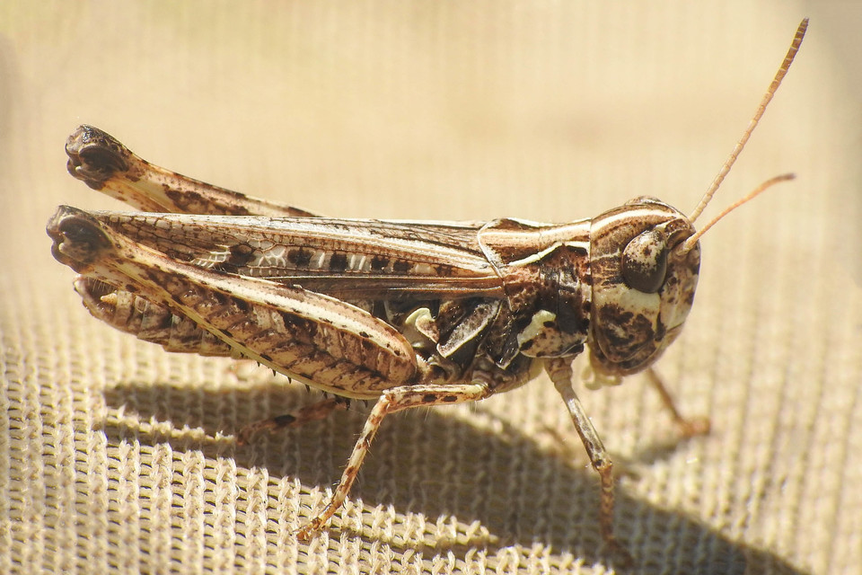 Myrmeleotettix maculatus - kis bunkóscsápúsáska