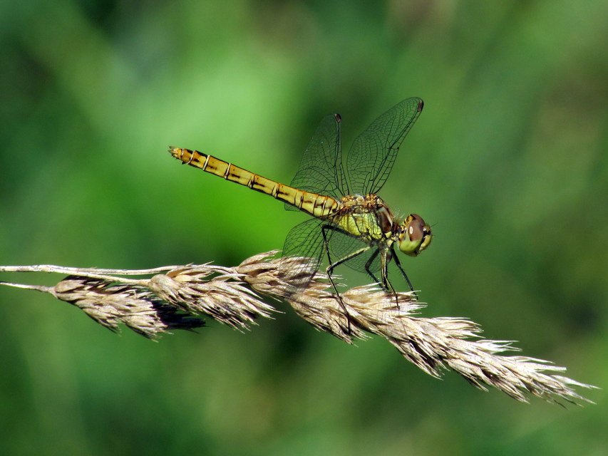 Sympetrum vulgatum - barkós katona-szitakötő