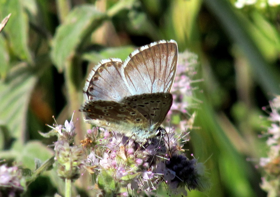Polyommatus coridon - ezüstkék boglárka
