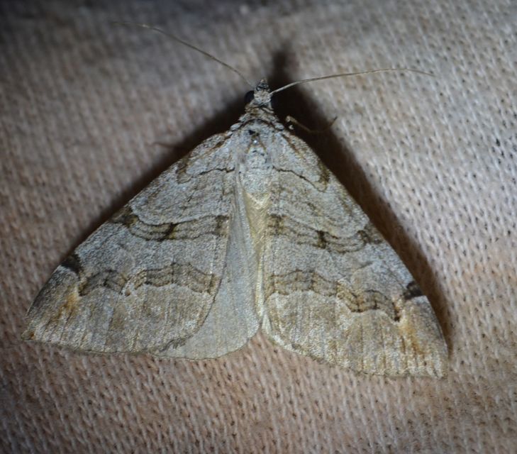 Aplocera efformata/plagiata