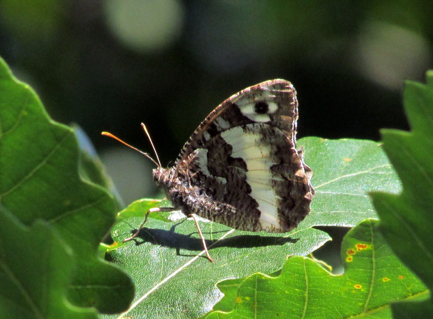 Brintesia circe - fehéröves szemeslepke