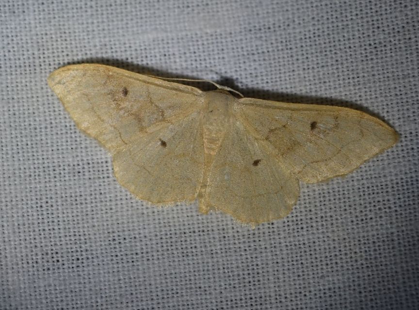 Idaea rubraria - vörössávos araszoló